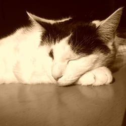 Bastet in Sepia No. 06