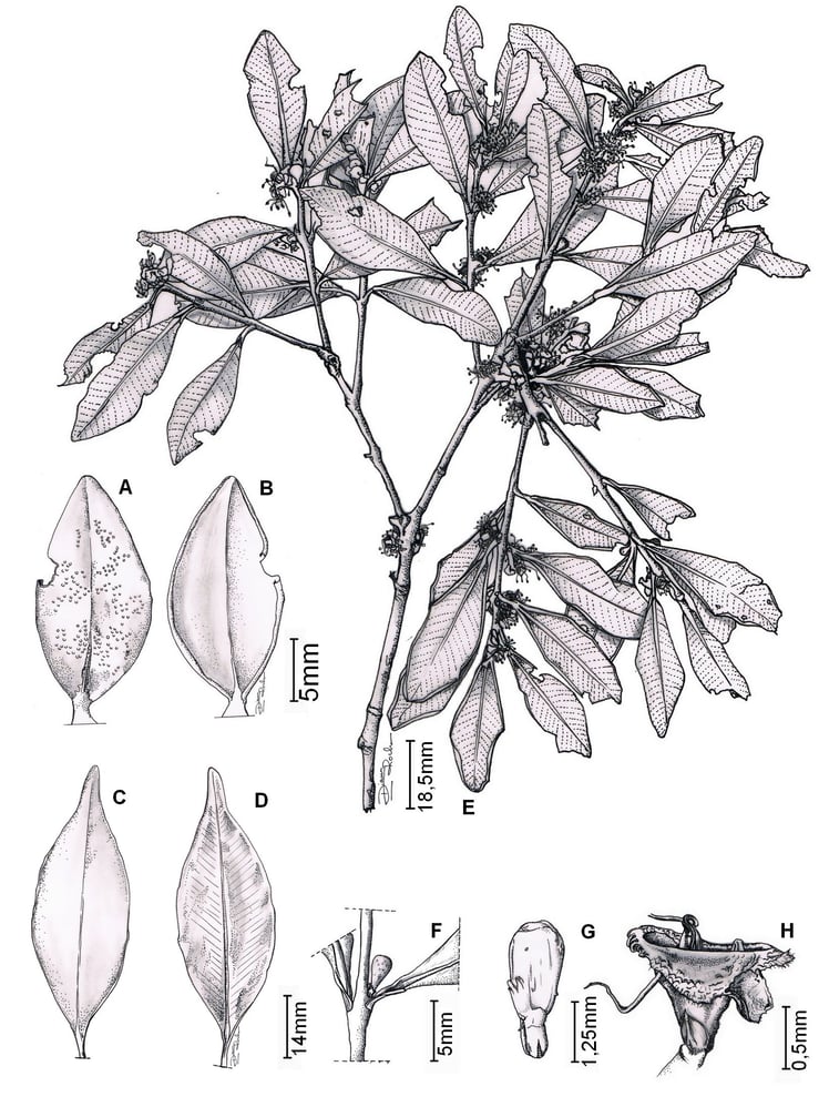 Botanical