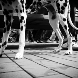 dog