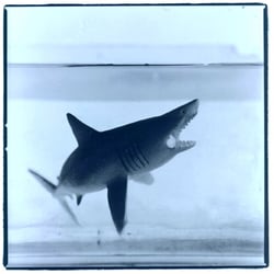 shark