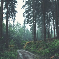 Teutoburger Wald