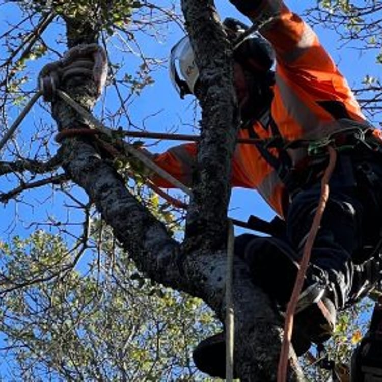 CuttingEdge Landscape & Tree Inc