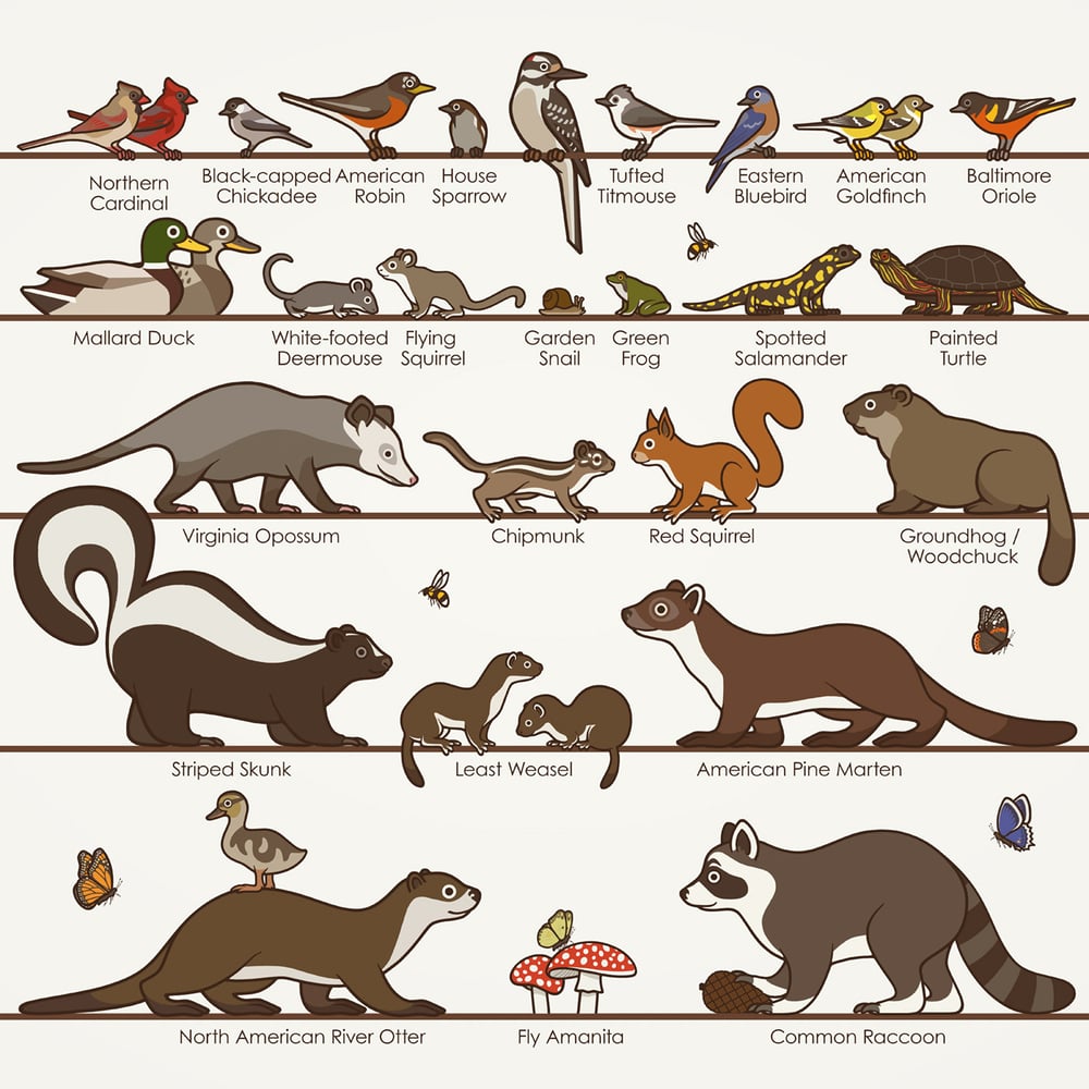 Common Wildlife of New England