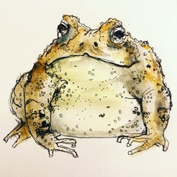 Kröte