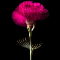 Dianthus Pink