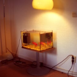 in a fishbowl