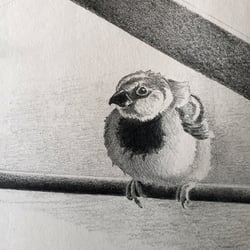 Vogel