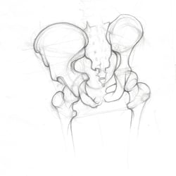 Beckenstudie