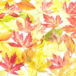 Herbst