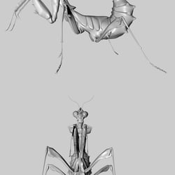 3D-Modell: blepharopsis mendica