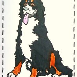 berner sennenhund