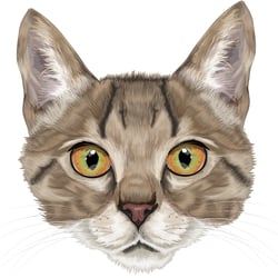 Cat normal