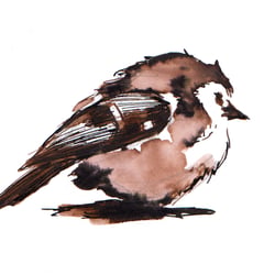 Kleiner Spatz