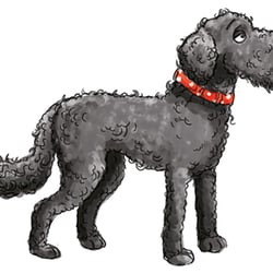 Pudel Paula