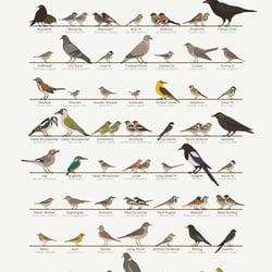 Identification Chart European Graden Birds