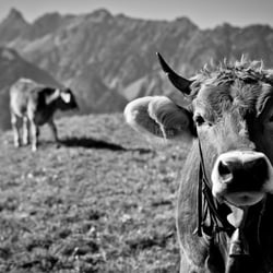 IDYLLE: MILCH