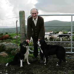 shepherd