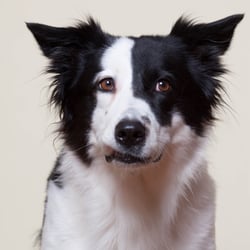 Bonny – Border-Aussie Mix