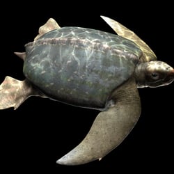 archelon