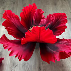 Mohn