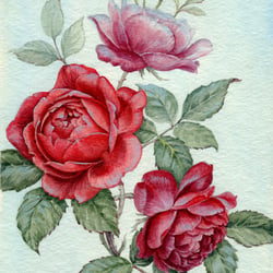 Rosen – Aquarell