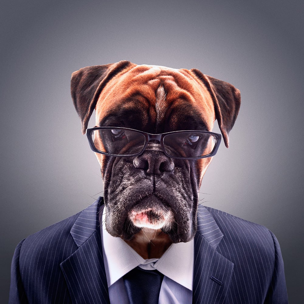 nerddog I web