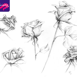 Rosen – Bleistift