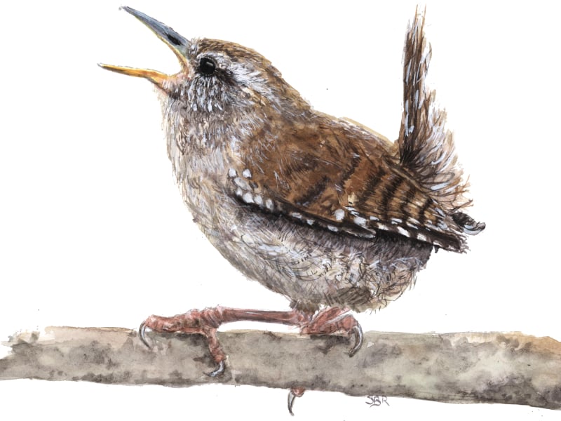 Zaunkönig