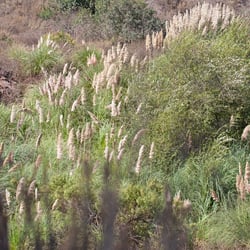 Pampas Grass