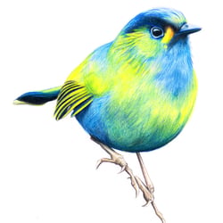 tropischer Vogel