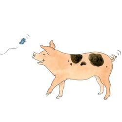 Schwein