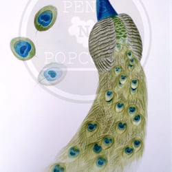 pfau [close up]| farbstiftzeichnung