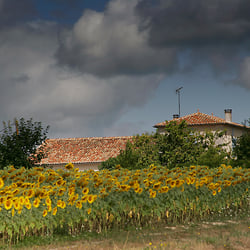 Das typische Frankreichbild – Sonnenblumen