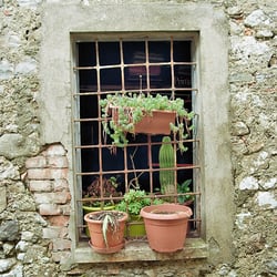 PLANTS – 35mm ANALOG SHOT