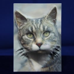 Farbrelief – Katze