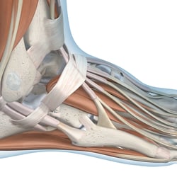 Medizinische Illustration Orthopädie: Sprunggelenk