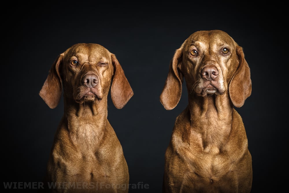 Magyar Vizsla