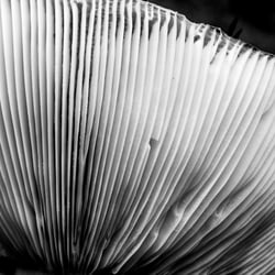 pilz welt5