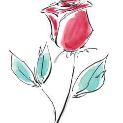 Rose