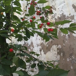 Kirschbaum 05