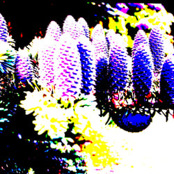 Nature 14 / Natur 14
