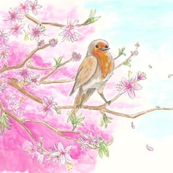 Robin
