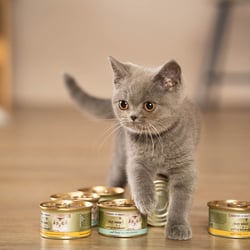 Katzenfutter, Produktshooting