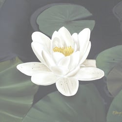 Seerose, Öl a. Lw., 50×60 cm, 2005