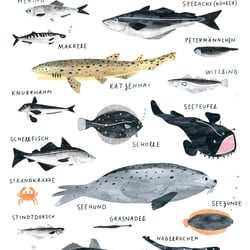 Fische der Nordsee