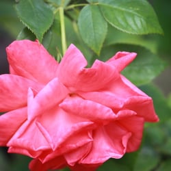 Natur 2012 Blumen