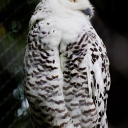 eule