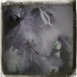 # Just Flowers #