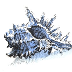 “SHELL” – Aquatinta