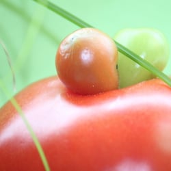 Food Fotografie 2012